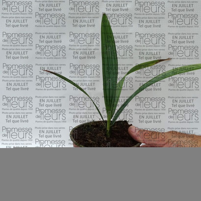 Sabal causarium - Puerto Rican hat palm 12cm pot sample as delivered in summer