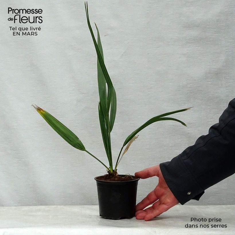 Sabal etonia - Scrub Palmetto 12cm pot sample as delivered in spring