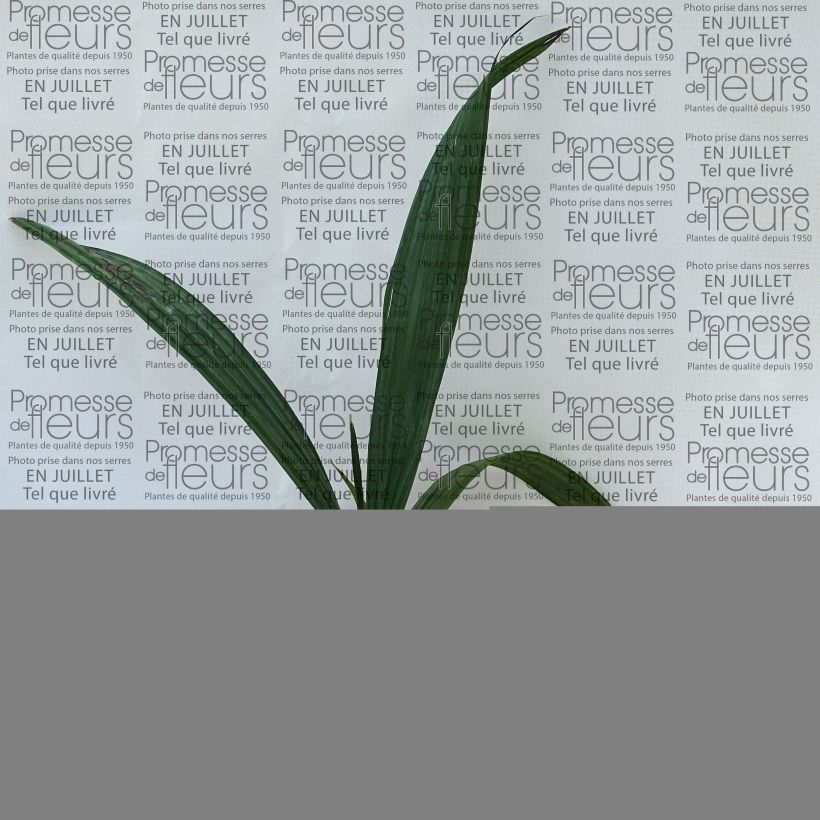Sabal maritima - Jamaican Palmetto 12cm pot sample as delivered in summer