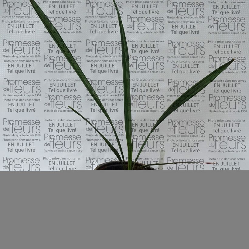 Sabal mauritiiformis - Trinidad Palm 12cm pot sample as delivered in summer