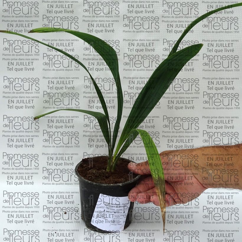 Sabal mexicana 12cm pot sample as delivered in summer
