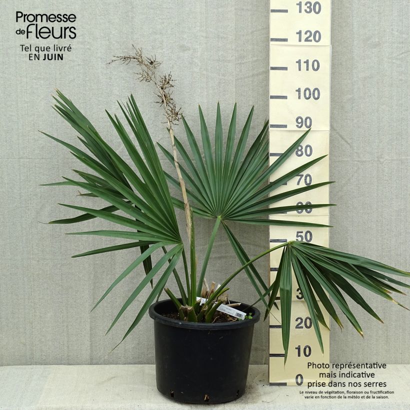 Sabal minor - Dwarf Sabal 7.5L/10L pot sample as delivered in summer