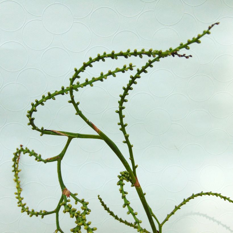 Sabal minor - Dwarf Sabal (Flowering)