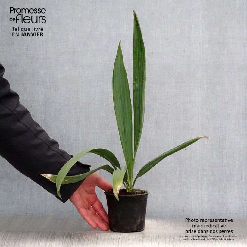 Sabal minor - Dwarf Sabal 12cm pot sample as delivered in winter