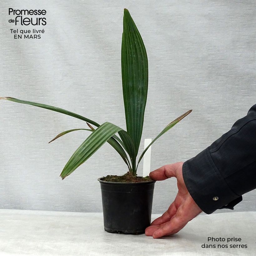 Sabal minor - Dwarf Sabal 12cm pot sample as delivered in spring