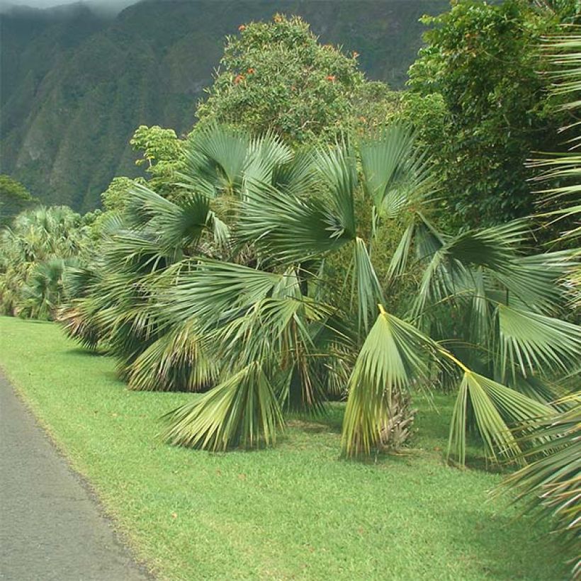 Sabal palmetto - Cabbage Palm (Plant habit)