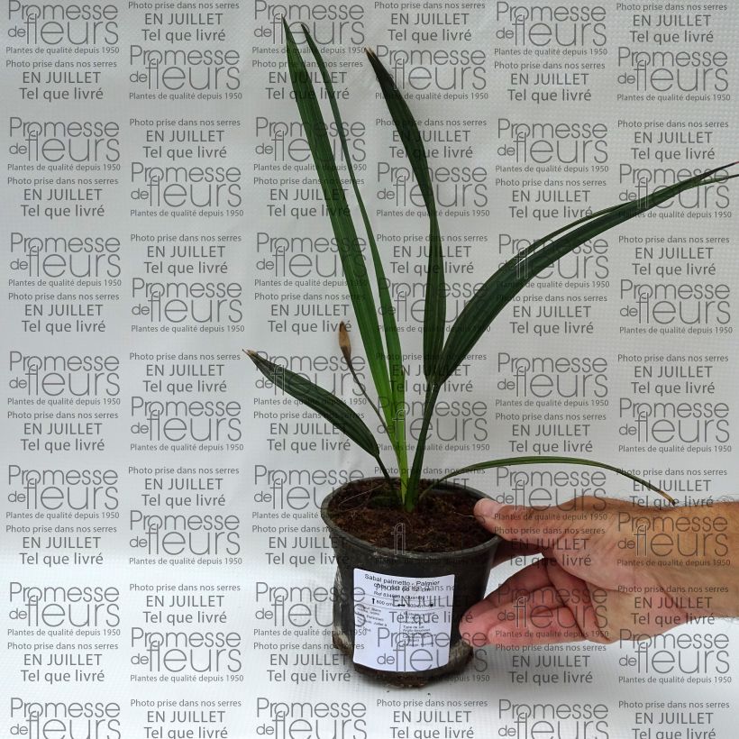 Sabal palmetto - Cabbage Palm 12cm pot sample as delivered in summer