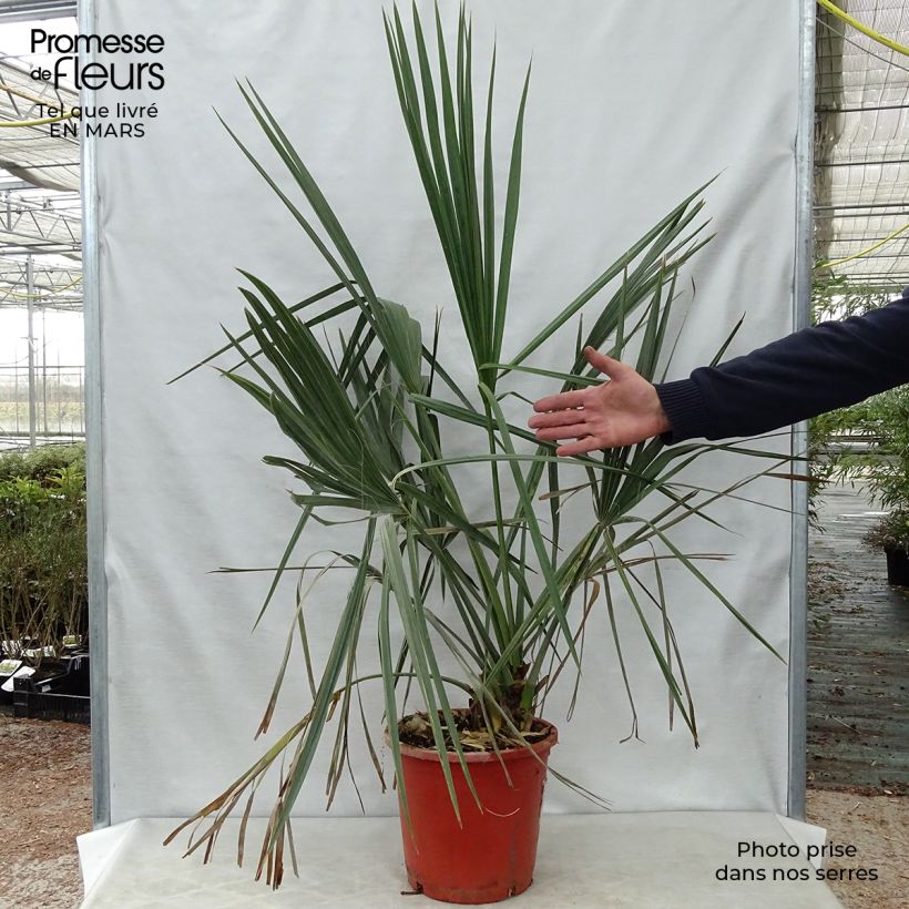 Sabal palmetto - Cabbage Palm 7.5L/10L pot sample as delivered in spring