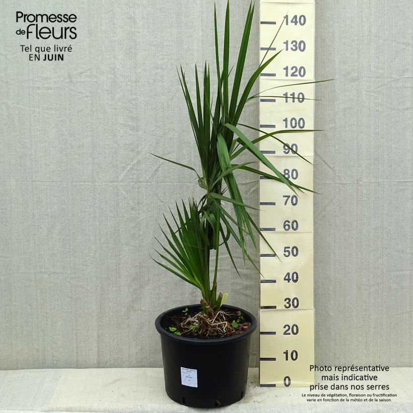 Sabal palmetto - Cabbage Palm 20L/25L pot sample as delivered in summer