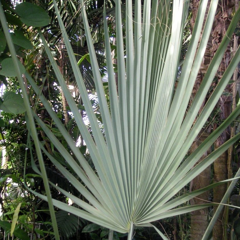 Sabal uresana - Sonoran Palmetto (Foliage)