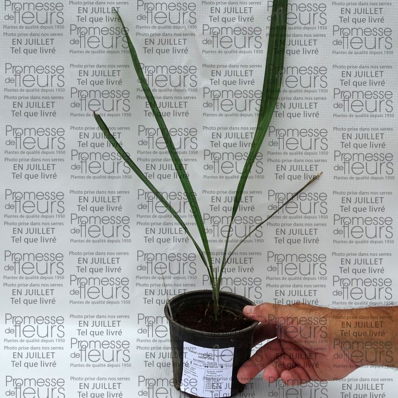 Sabal uresana - Sonoran Palmetto 12cm pot sample as delivered in summer