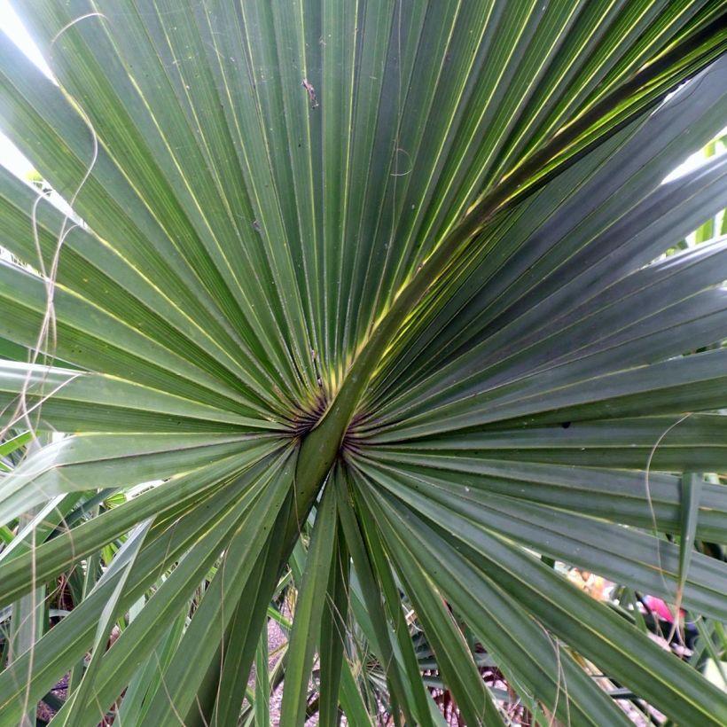 Sabal yapa (Foliage)