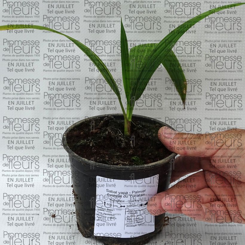 Sabal yapa 12cm pot sample as delivered in summer