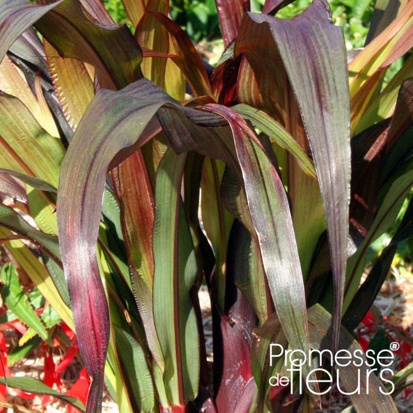 Saccharum officinarum 'Violacea' (Foliage)