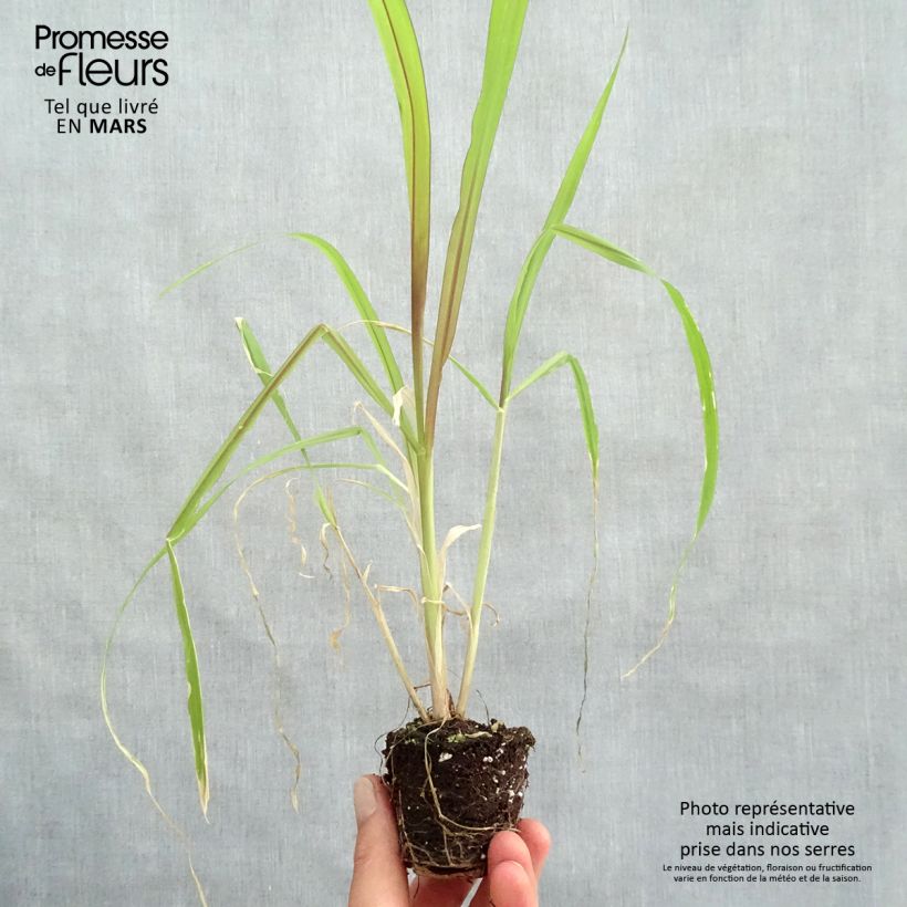 Saccharum officinarum 'Violacea' Plug plant 3/4cm sample as delivered in spring