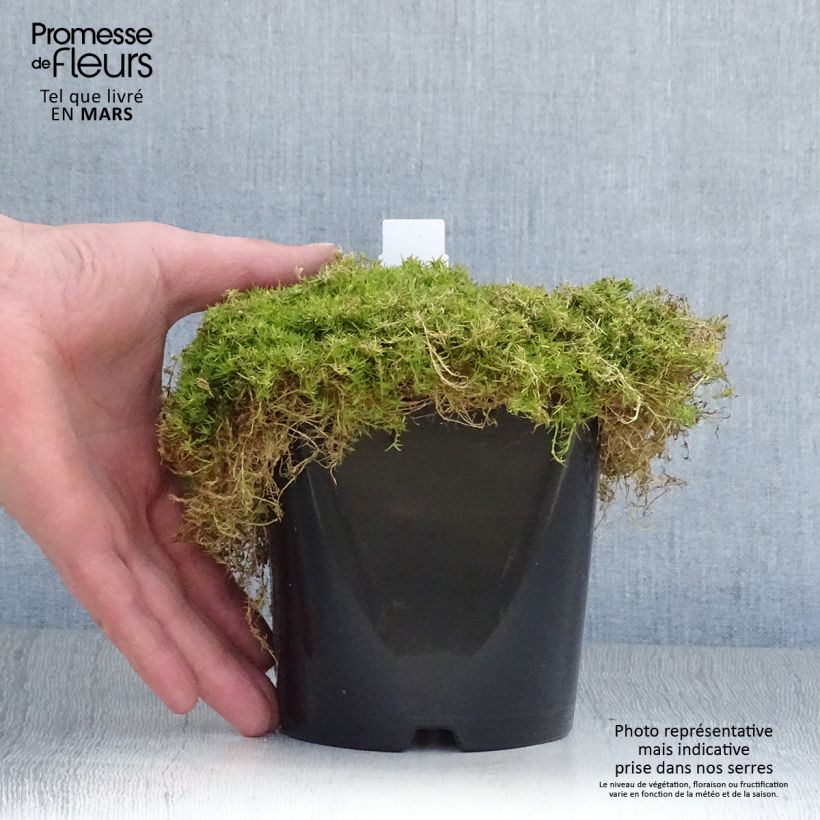 Sagina subulata Lime Moss 1.5L/2L pot sample as delivered in spring