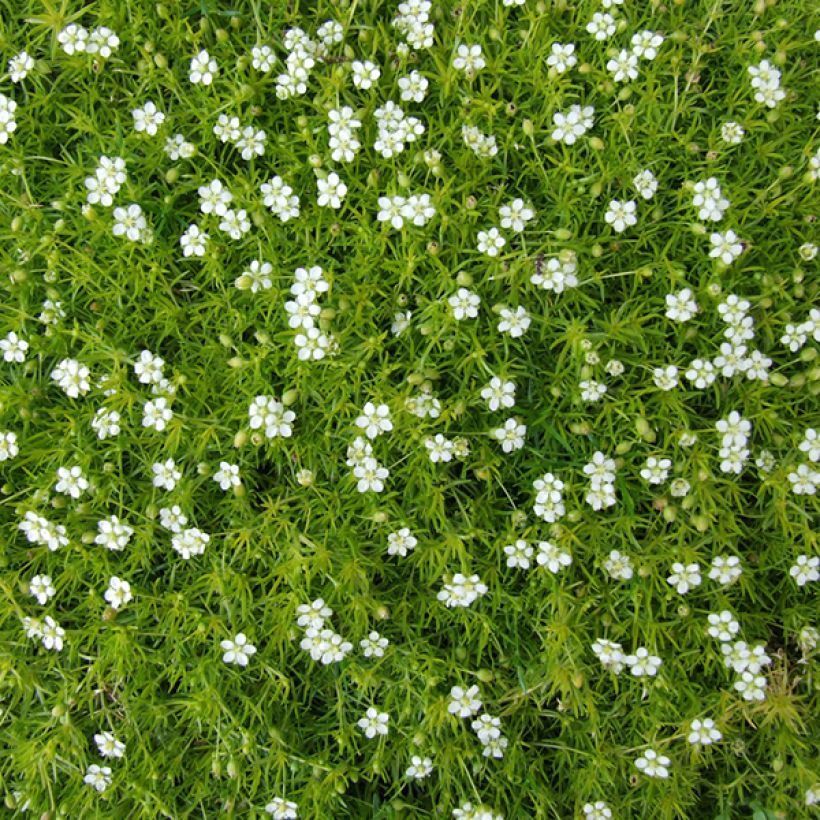 Sagina subulata (Flowering)