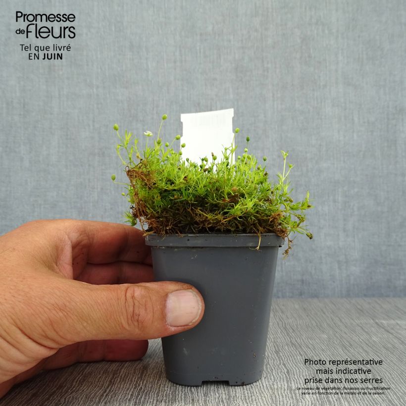 Sagina subulata 'Aurea' 8/9 cm pot sample as delivered in summer