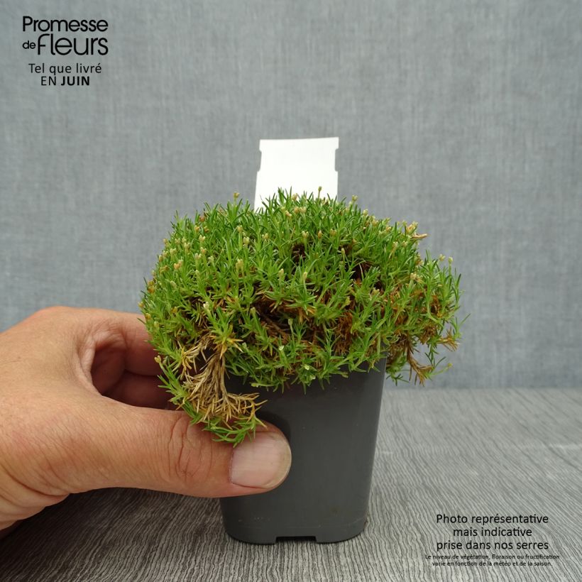 Sagina subulata Pine Green 8/9 cm pot sample as delivered in summer