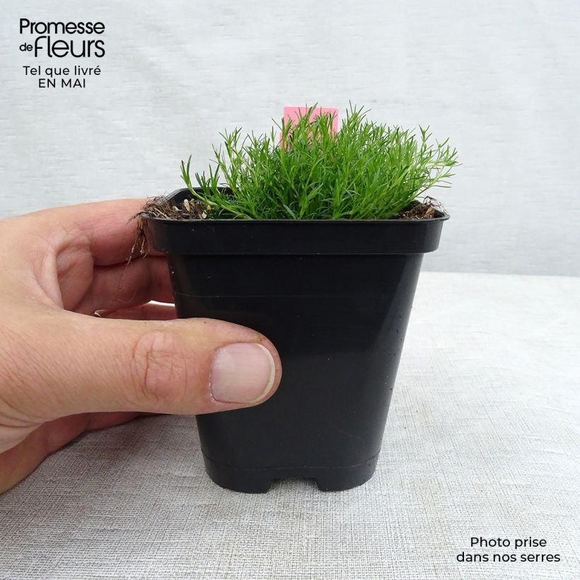 Sagina subulata - Sagine subulée Godet de 9cm sample as delivered in spring