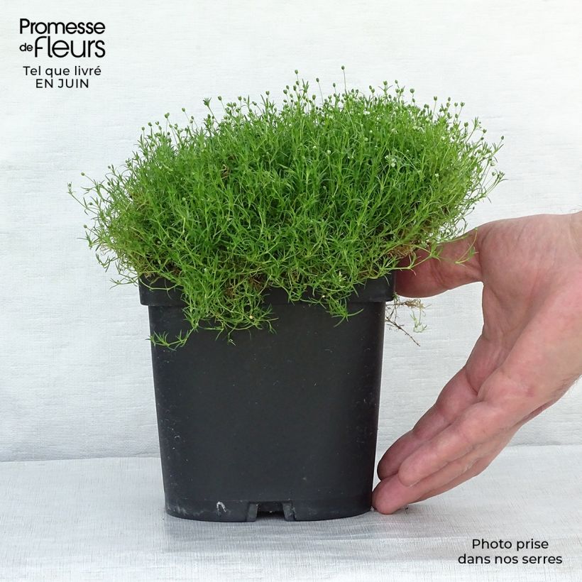 Sagina subulata 8/9 cm pot sample as delivered in summer