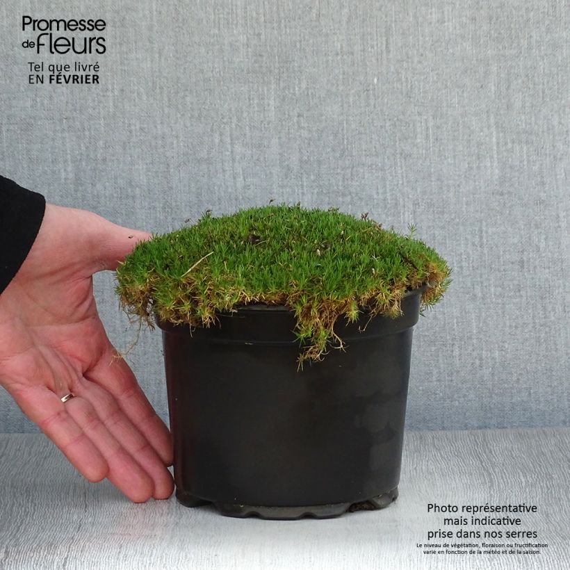 Sagina subulata 2L/3L pot sample as delivered in winter