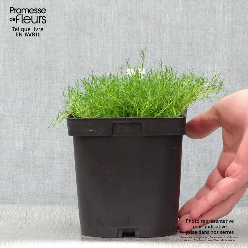 Sagina subulata - Sagine subulée Pot de 2/3 L sample as delivered in spring