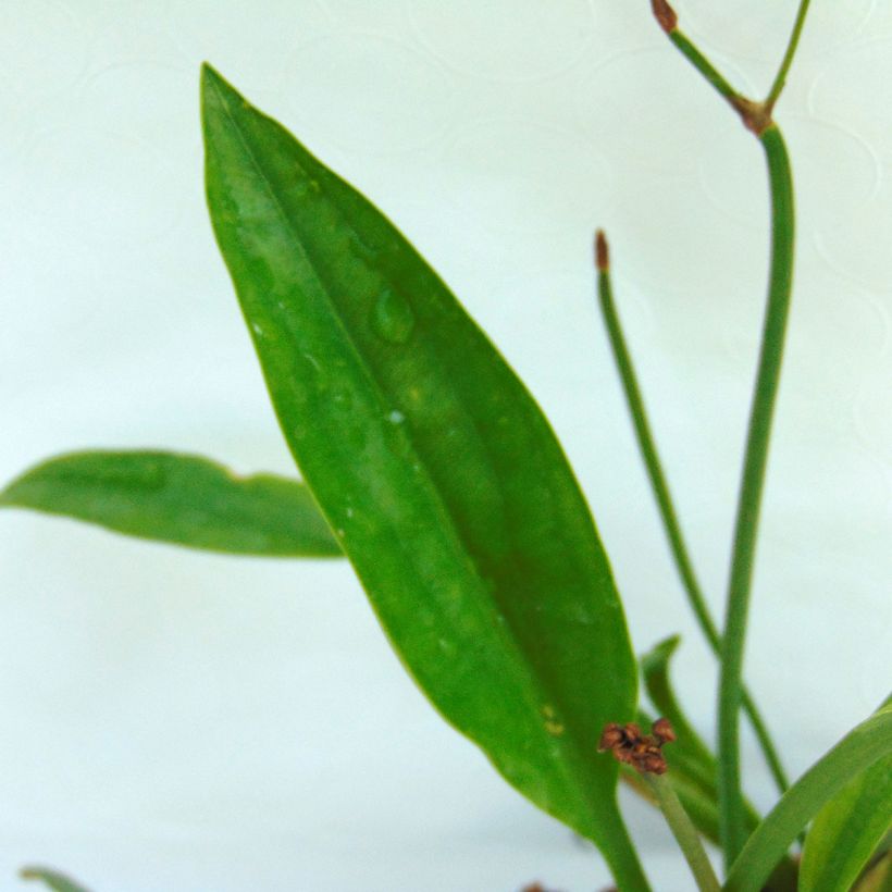 Sagittaria sagittifolia Flore Pleno (Foliage)