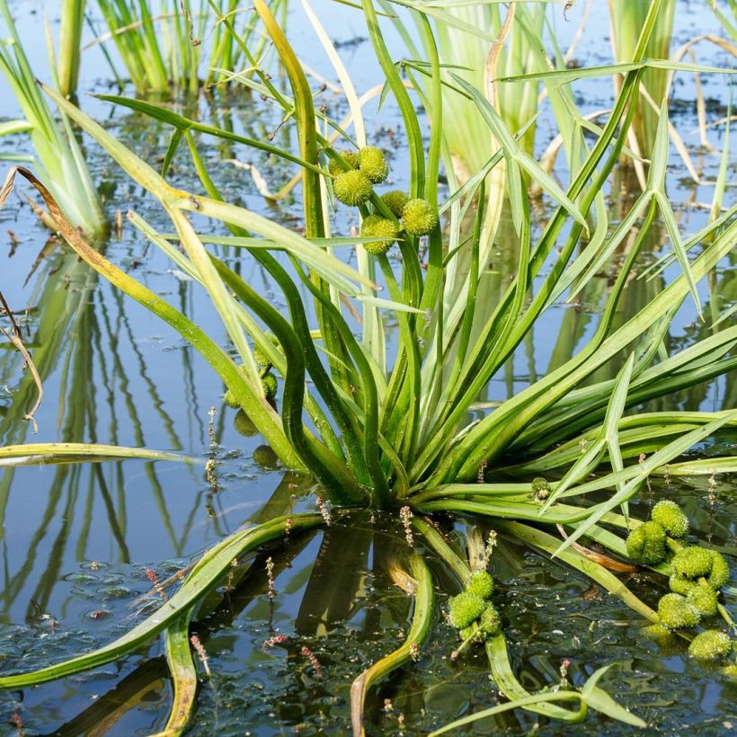 Sagittaria sagittifolia (Foliage)