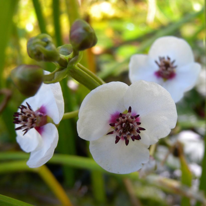 Sagittaria sagittifolia (Flowering)