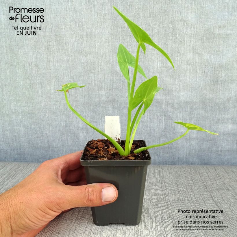 Sagittaria sagittifolia - Flèche d'eau Godet de 8/9 cm sample as delivered in summer