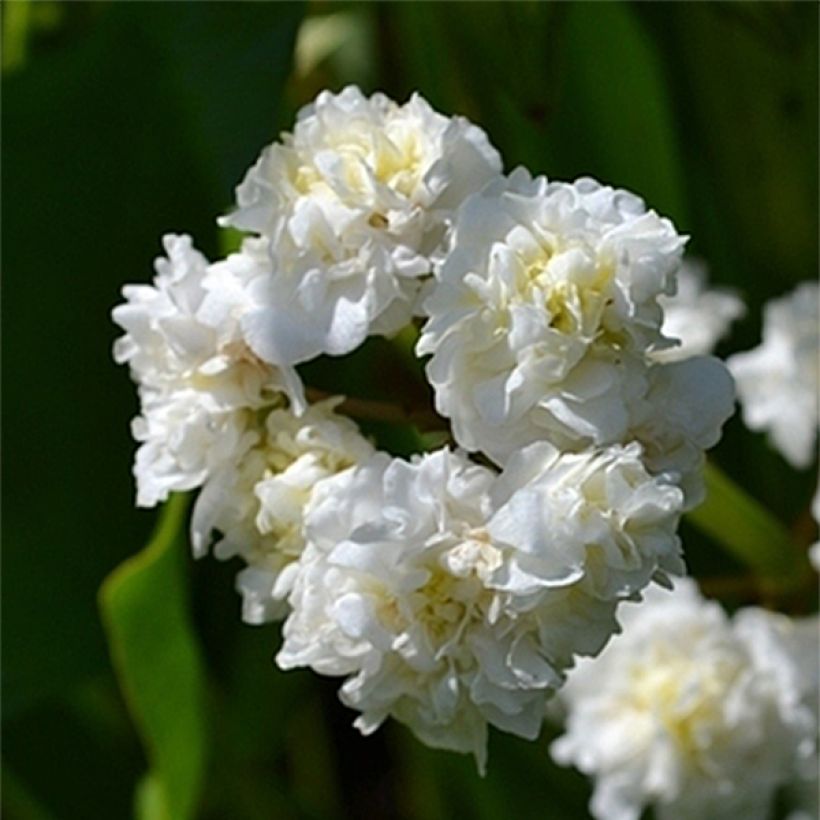Sagittaria sagittifolia Flore Pleno (Flowering)