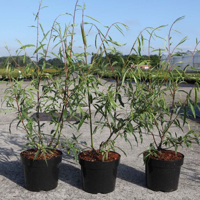 Salix acutifolia Blue Streak - Willow (Foliage)