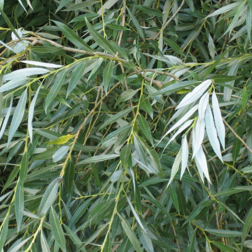 Salix alba   (Foliage)