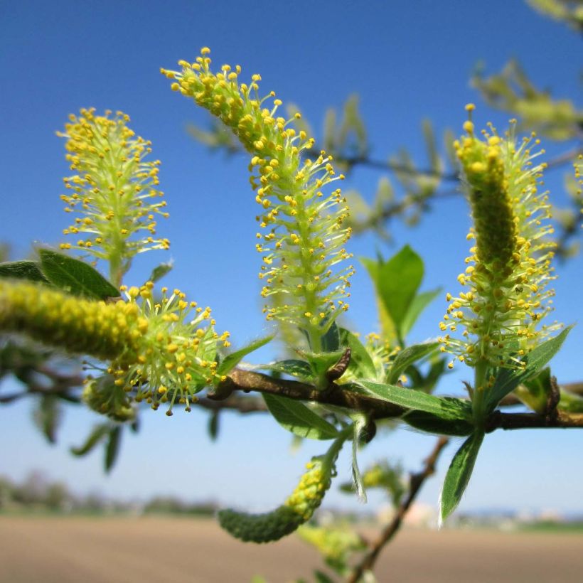 Salix alba   (Flowering)