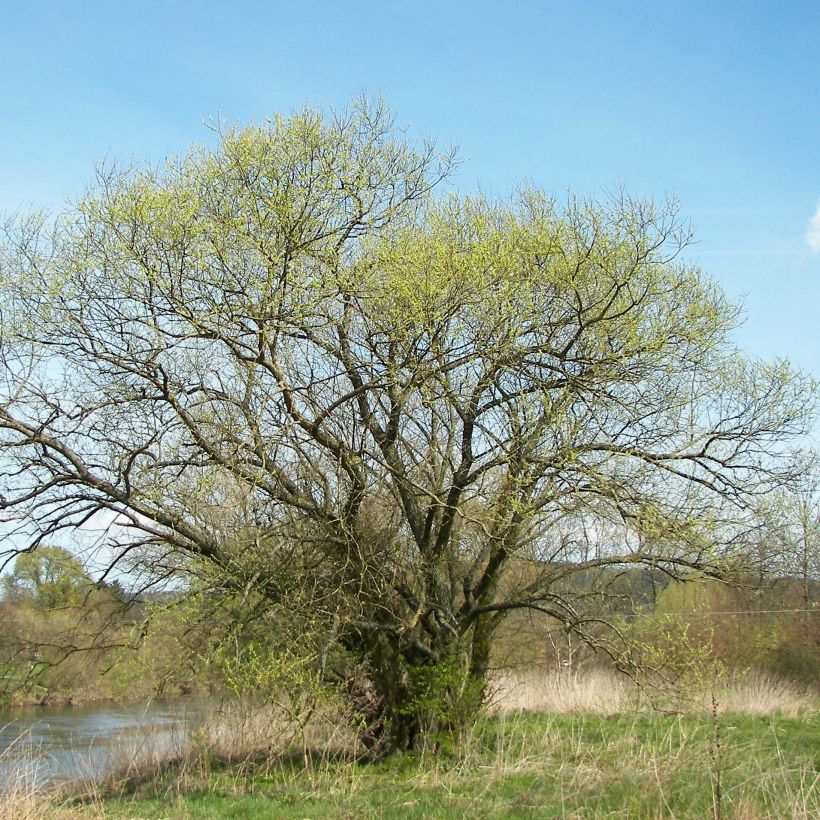 Salix alba   (Plant habit)