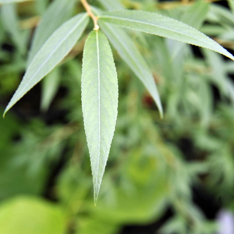 Salix alba Chermesina - White Willow (Foliage)