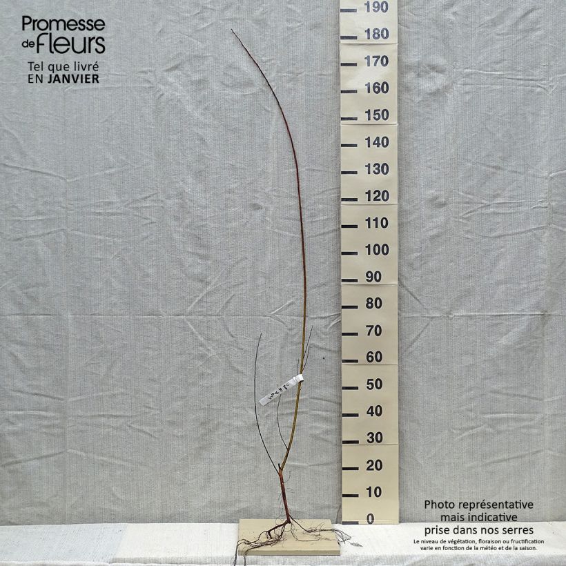 Salix alba Chermesina - White Willow Bare root sample as delivered in winter
