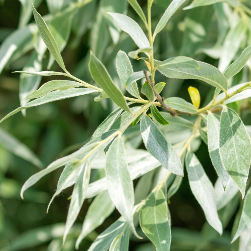 Salix alba Liempde - White Willow (Foliage)