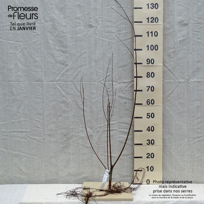 Salix alba   Bare root sample as delivered in winter