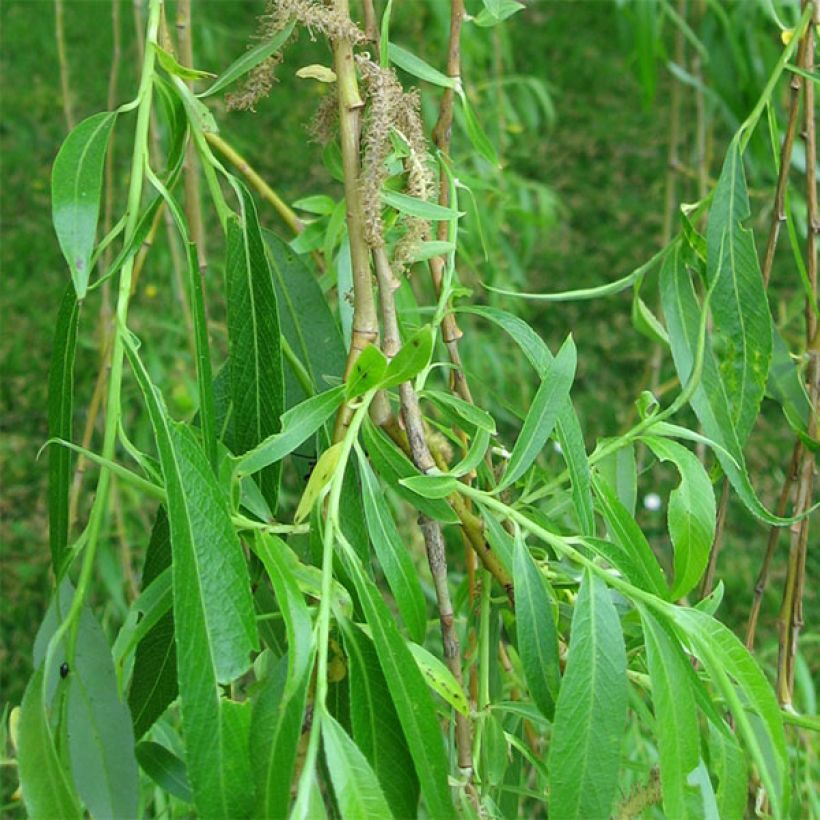 Salix alba Tristis - White Willow (Foliage)