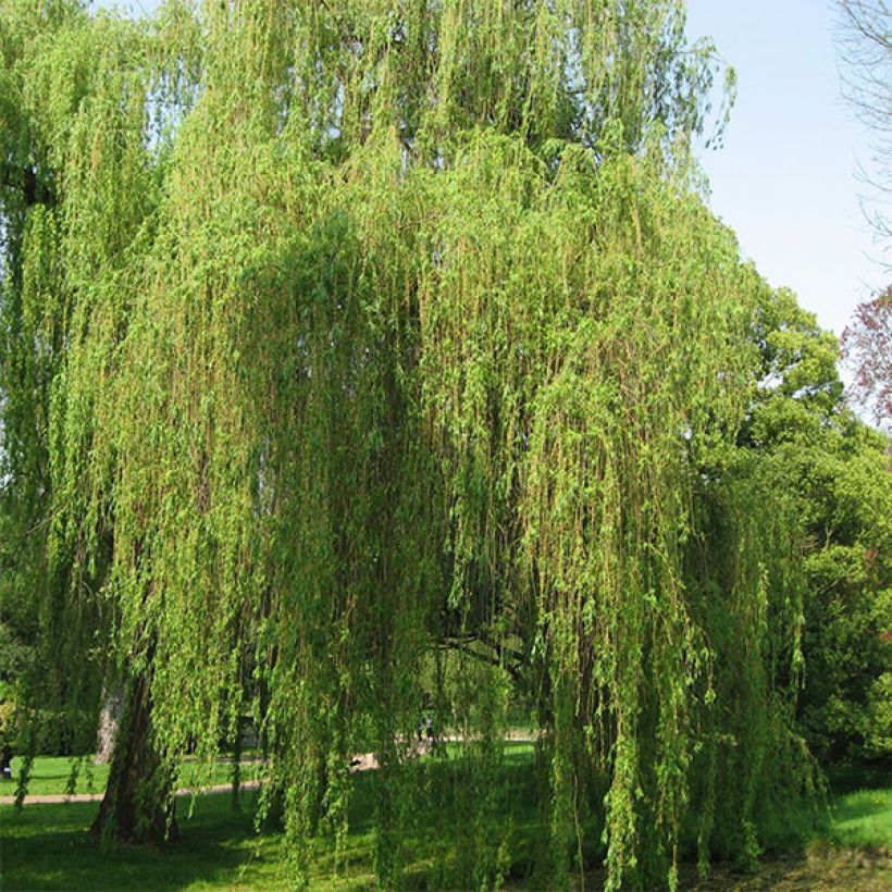 Salix alba Tristis - White Willow (Plant habit)