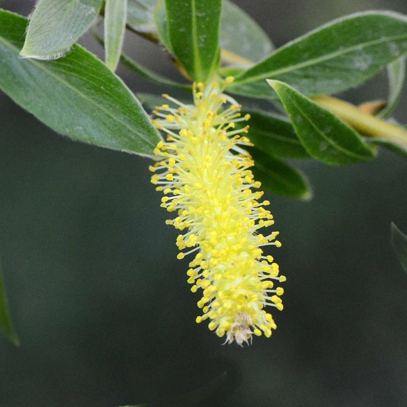 Salix alba var. vitellina - White Willow (Flowering)