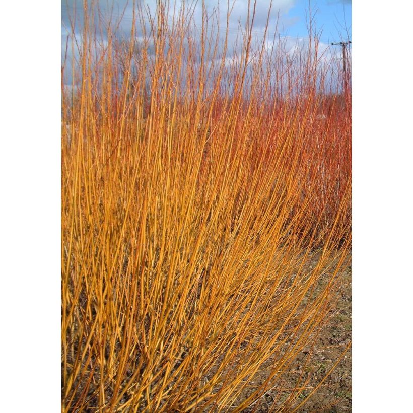 Salix alba var. vitellina - White Willow (Plant habit)