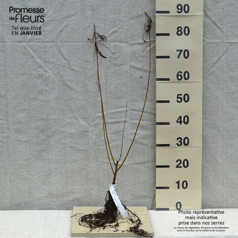 Salix alba var. vitellina - White Willow Bare root sample as delivered in winter