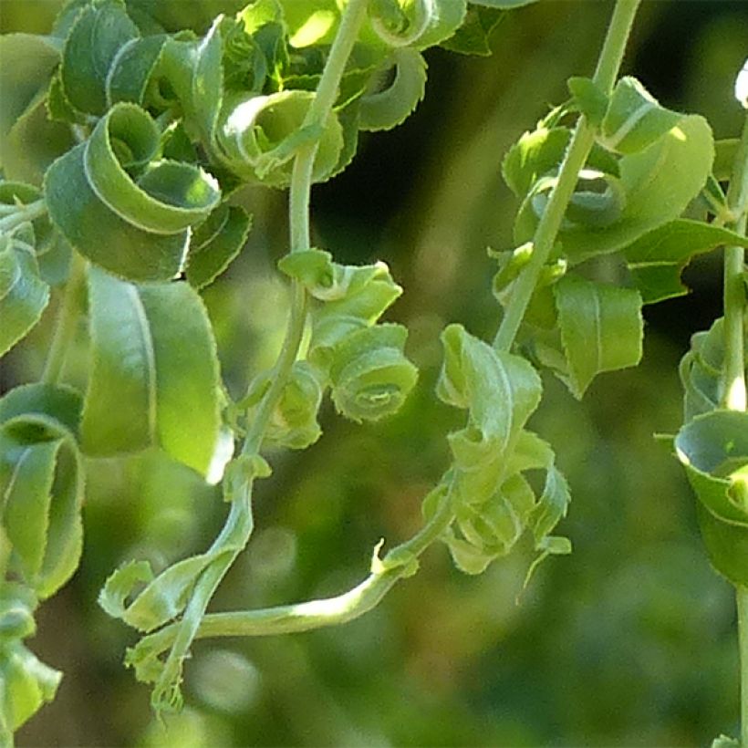 Salix babylonica Crispa - Weeping Willow (Foliage)