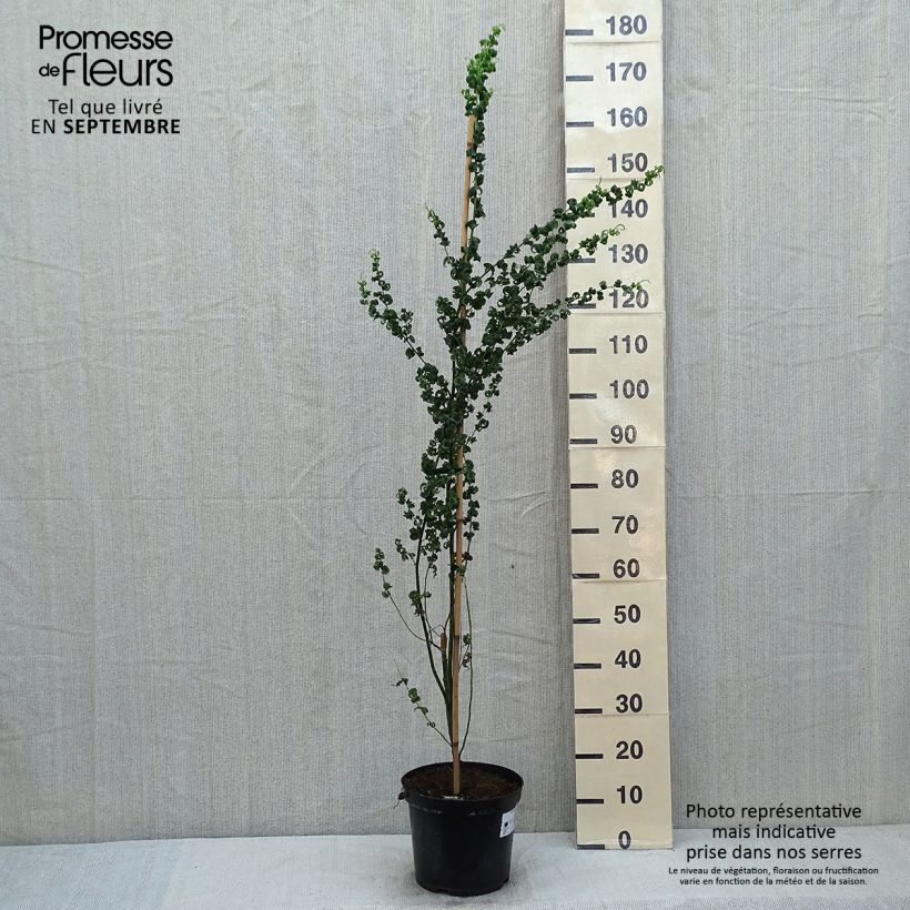 Salix babylonica Crispa - Weeping Willow 7.5L/10L pot sample as delivered in summer