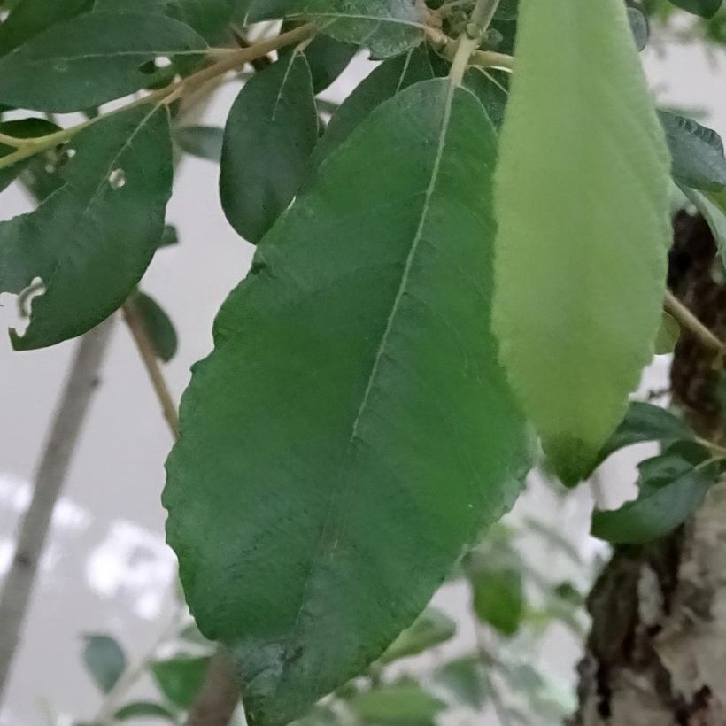 Salix caprea - Great Sallow (Foliage)