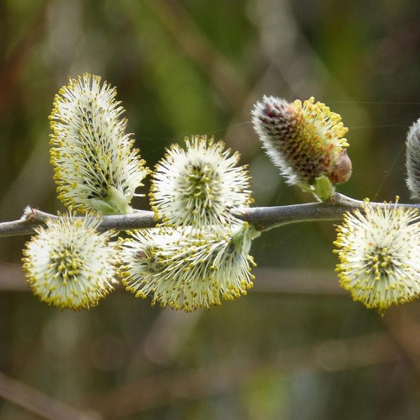 Salix caprea - Great Sallow (Flowering)