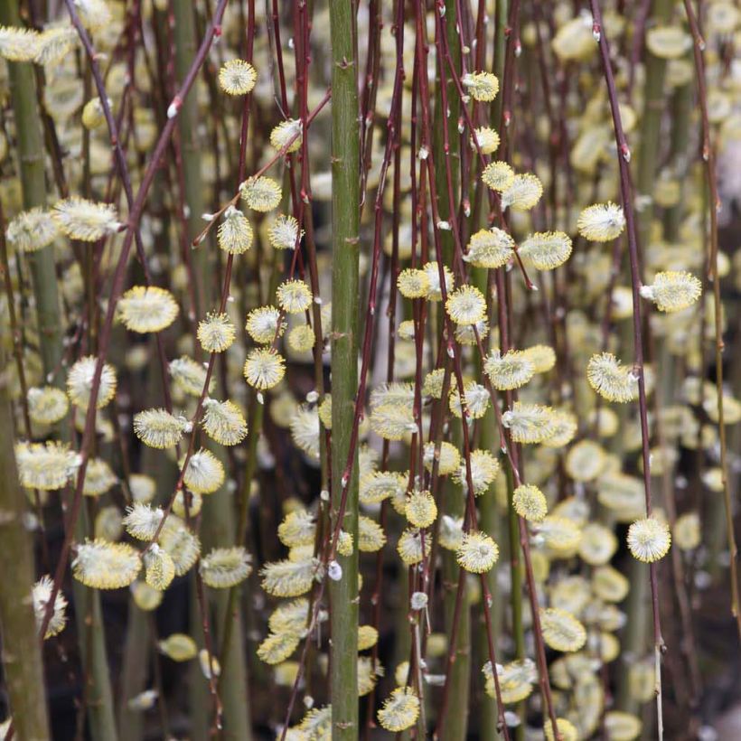 Salix caprea Kilmarnock - Great Sallow (Flowering)